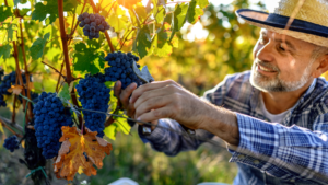 i segreti della vendemmia