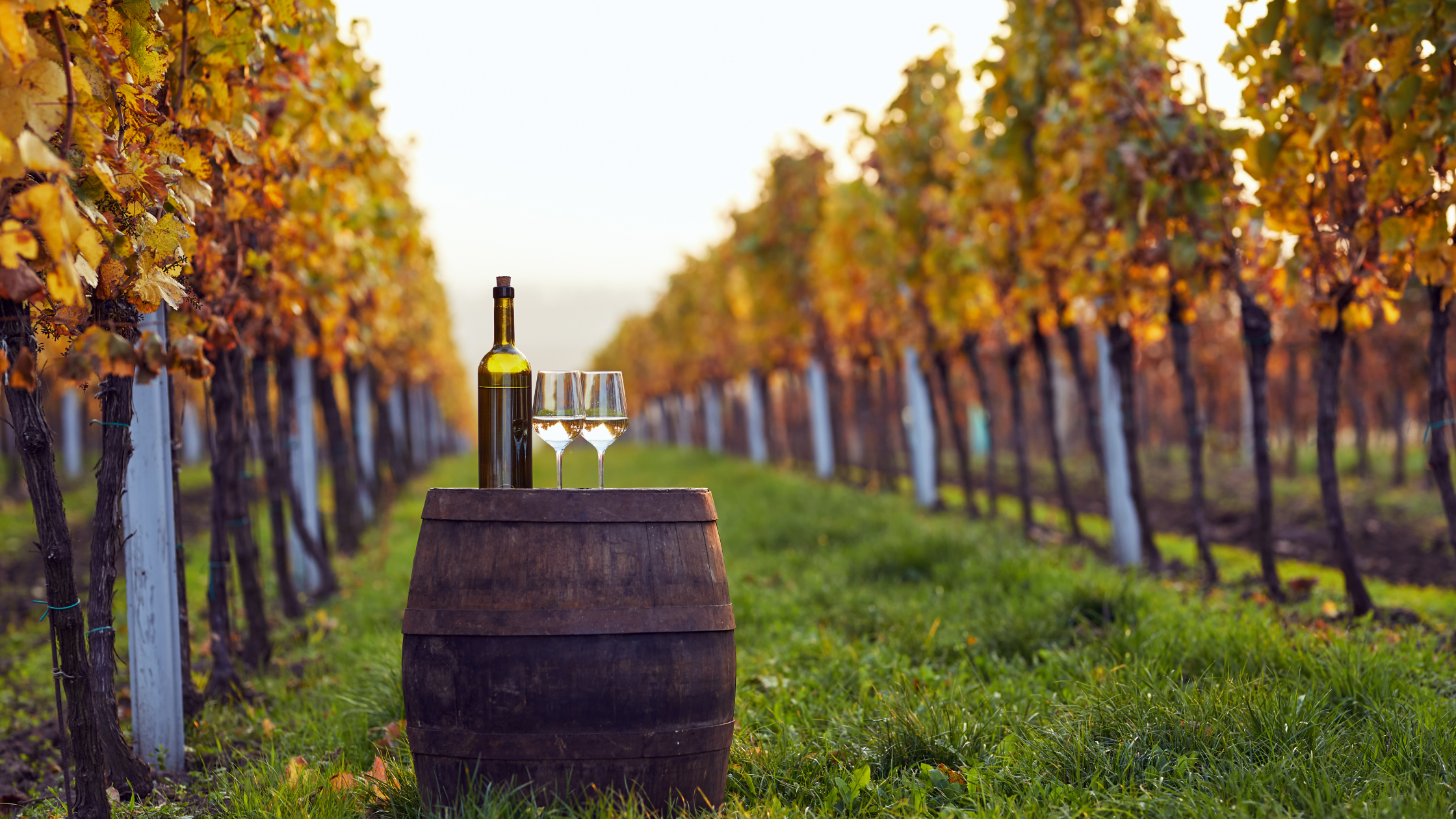 Il colore del vino: un viaggio cromatico nel bicchiere