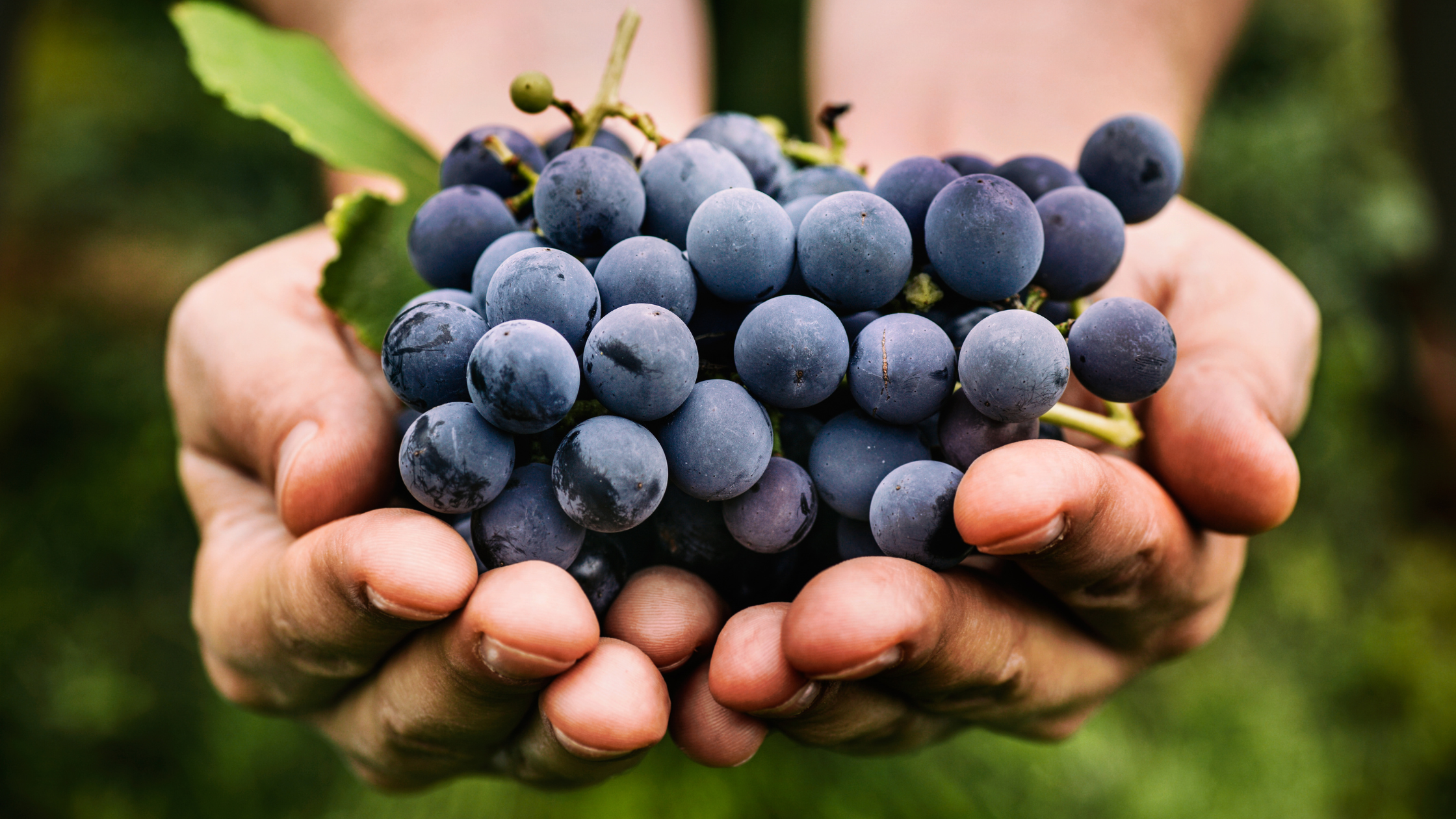 La Vendemmia: un viaggio nel cuore del vino