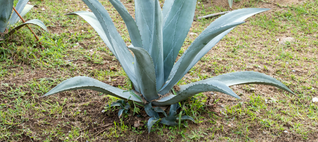 tequila agave blue