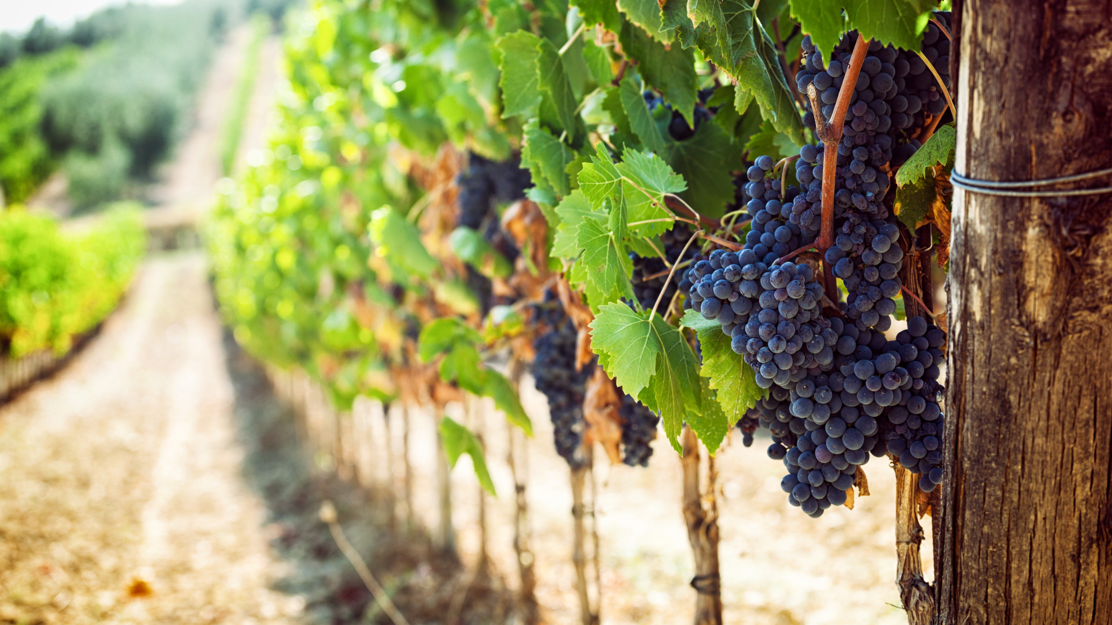 I vini di Bolgheri: un viaggio nel cuore della Toscana enologica