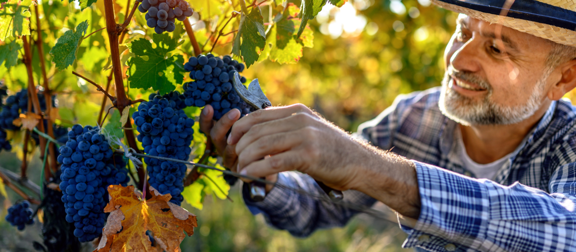 i segreti della vendemmia